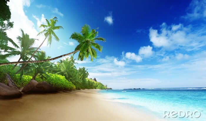 Fototapete Meer strand palmen