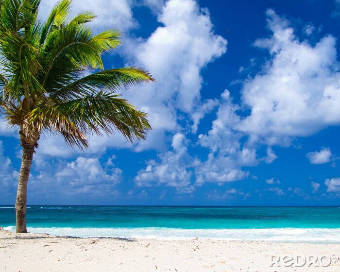 Fototapete Meer und Palmen am Strand