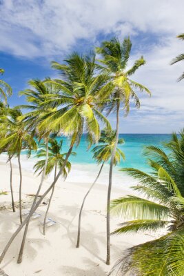 Fototapete Meer und Palmen in der Karibik