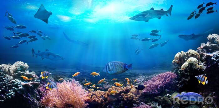 Fototapete Meeresboden Fische und Korallenriff