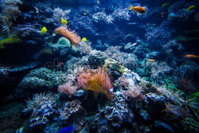 Fototapete Meereslandschaft mit Fischen