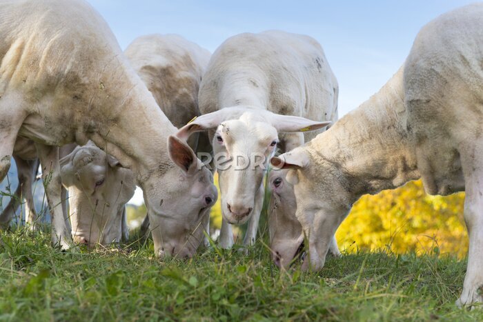 Fototapete mehrere Schafe grasen mit Nahaufnahme Kopf und schaut in die Kamera