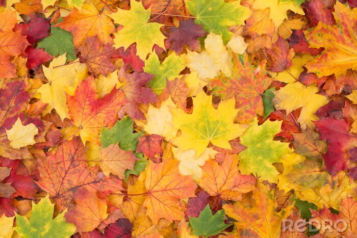 Fototapete Mehrfarbige Herbstblätter