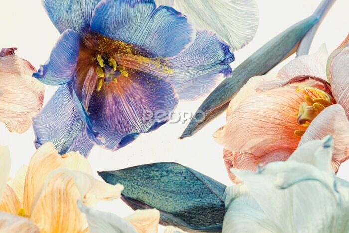 Fototapete Mehrfarbige Tulpen auf hellem Hintergrund