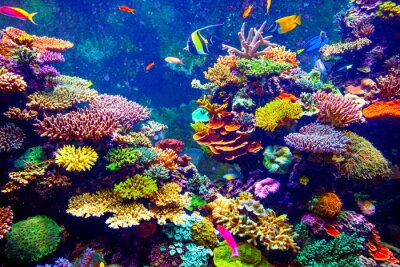 Fototapete Mehrfarbiges Korallenriff