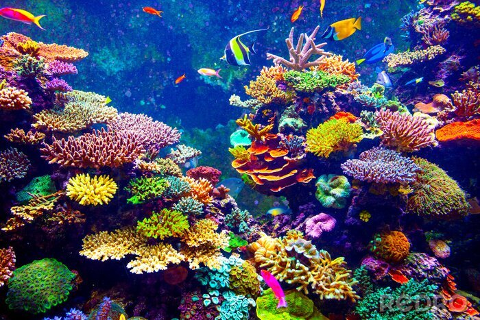 Fototapete Mehrfarbiges Korallenriff