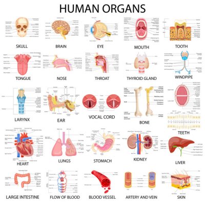 Menschliche Organe