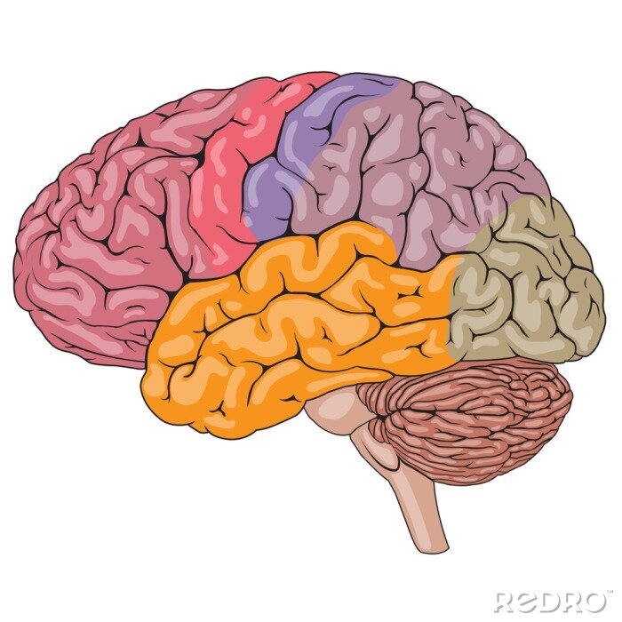 Fototapete menschliches Gehirn in Farben unterteilt
