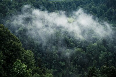 Fototapete Milder nebel über den bäumen