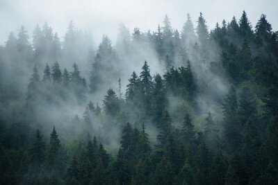 Milder nebel zwischen bäumen