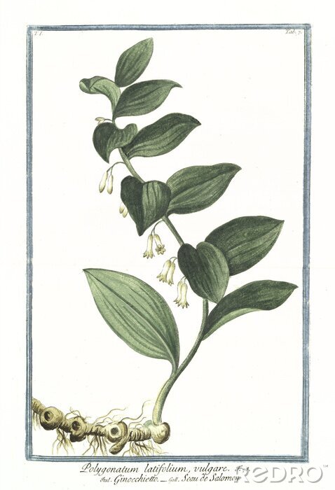 Fototapete Mini-Blumen Glockenblumen am Stiel