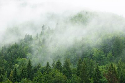 Fototapete Misty  forest