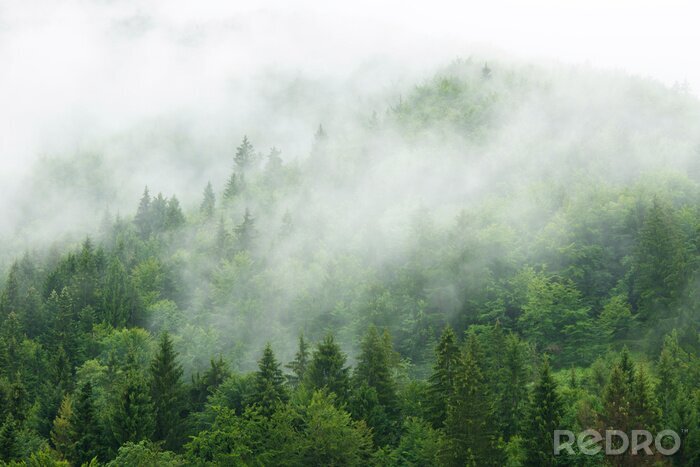 Fototapete Misty  forest