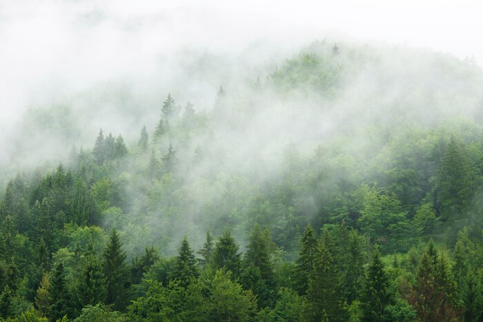 Fototapete Misty  forest
