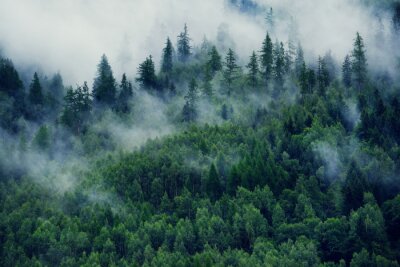 Fototapete Misty landscape with fir forest. Morning fog in the mountains. Beautiful landscape with mountain view and morning fog.