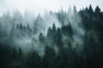 Fototapete Misty Landschaft mit Tanne Wald im Retro-Stil Hipster