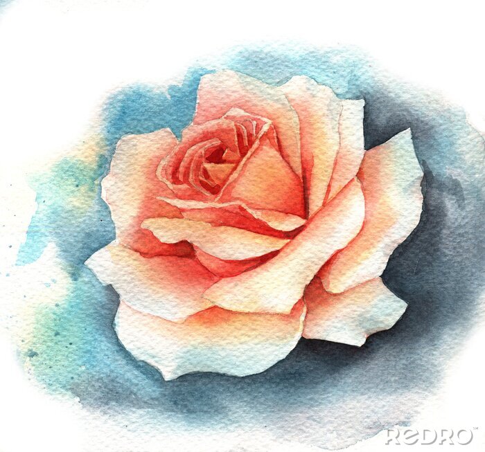 Fototapete Mit Aquarellfarbe gemalte cremefarbene Rose