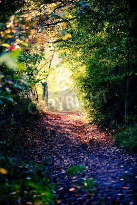 Fototapete Mit Blättern bedeckter Waldweg