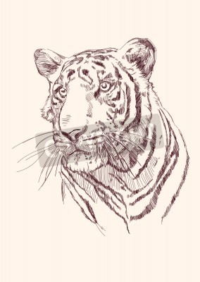 Fototapete Mit bleistift gezeichnetes porträt eines tigers