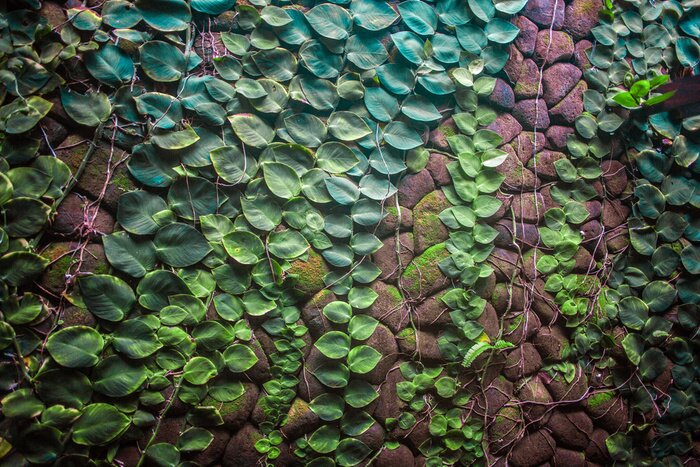 Fototapete Mit Efeu bedeckter Mauer