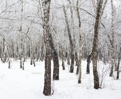 Fototapete Mit Frost bedeckte Birken