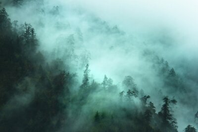 Mit grünem nebel bedeckte wälder