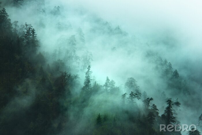 Fototapete Mit grünem nebel bedeckte wälder