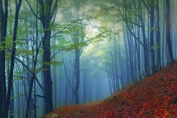 Fototapete Mit nebel bedeckter wald