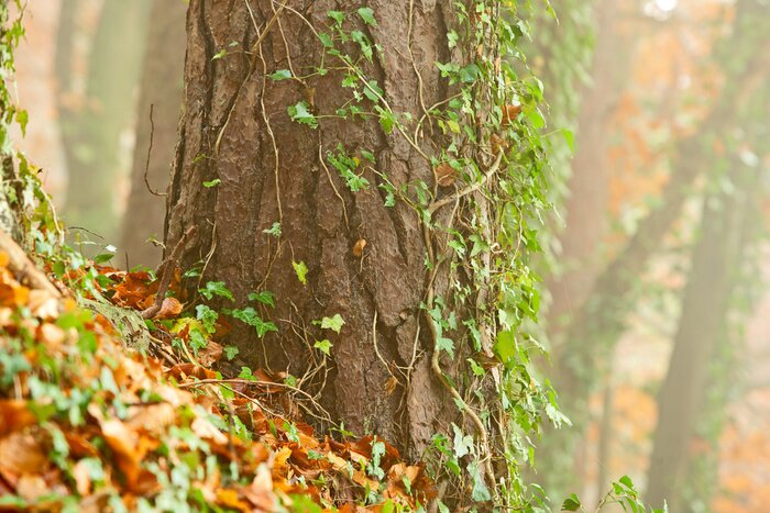 Fototapete Mit Pflanze bewachsener Baum