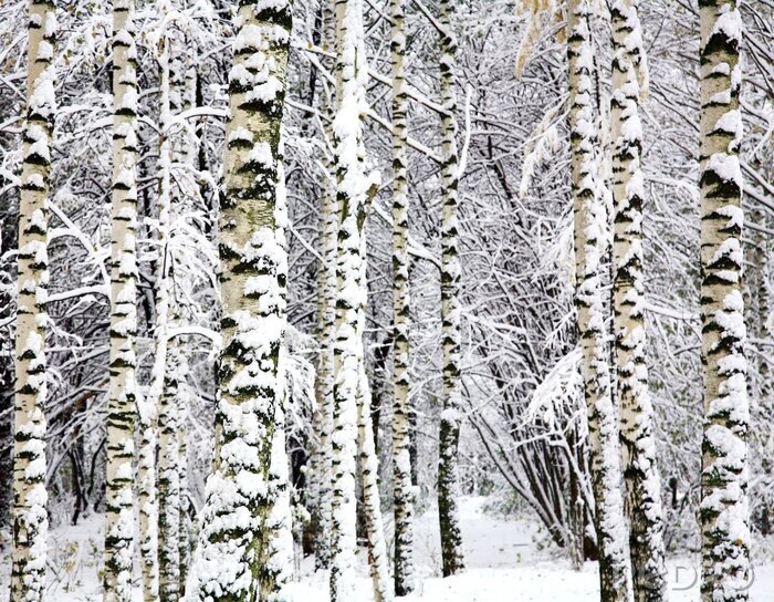 Fototapete Mit Schnee bedeckte Birken