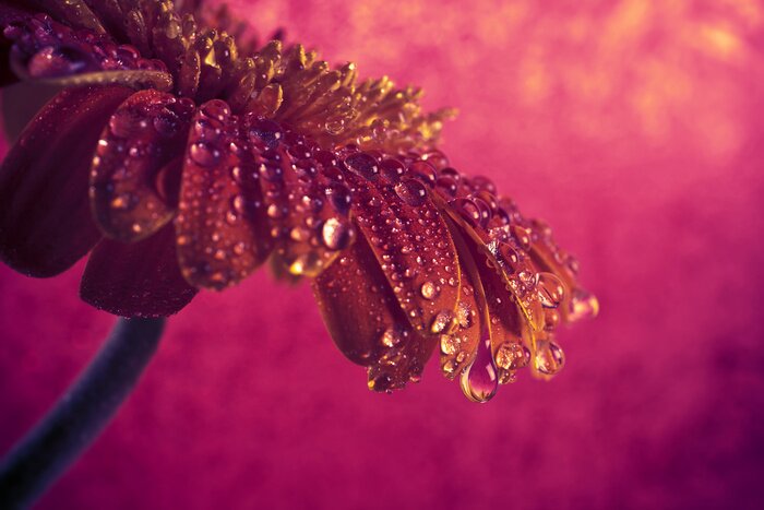 Fototapete Mit Tau bedeckte Rubin-Gerbera