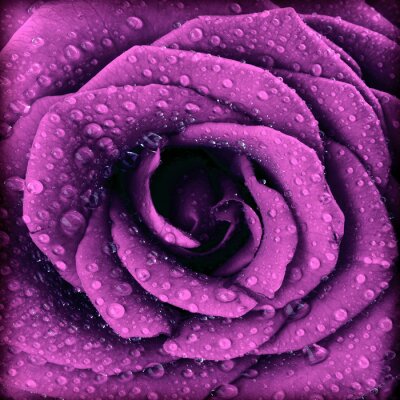 Mit Wasser bedeckte violette Blume