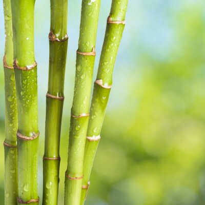 Mit Wasser bespritzter Bambus