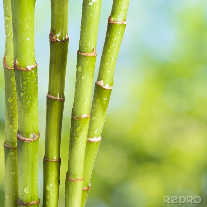 Fototapete Mit Wasser bespritzter Bambus