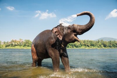 Fototapete Mit Wasser bespritzter Elefant