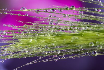 Fototapete Mit Wassertropfen bedeckte Pflanze