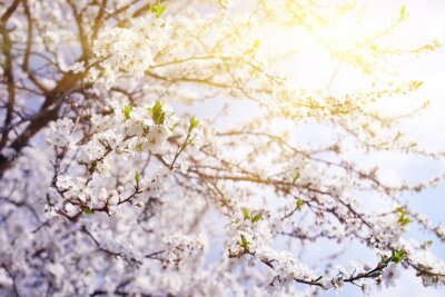 Fototapete Mit weißen Blüten bedeckte Zweige