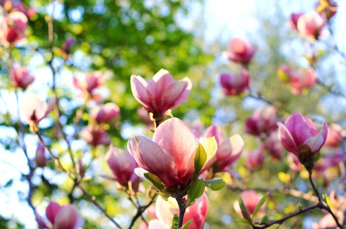 Fototapete Modische Magnolien auf einem Zweig