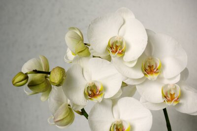 Fototapete Modische Orchideen auf grauem Hintergrund