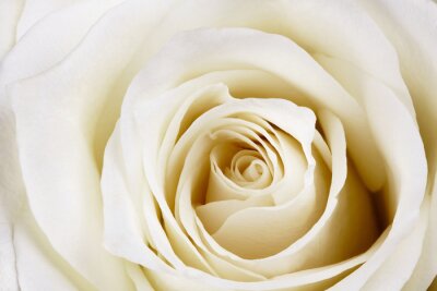 Fototapete Modische weiße Rose