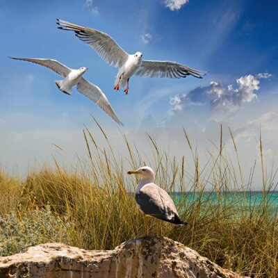 Fototapete Möwen am sonnigen Meer