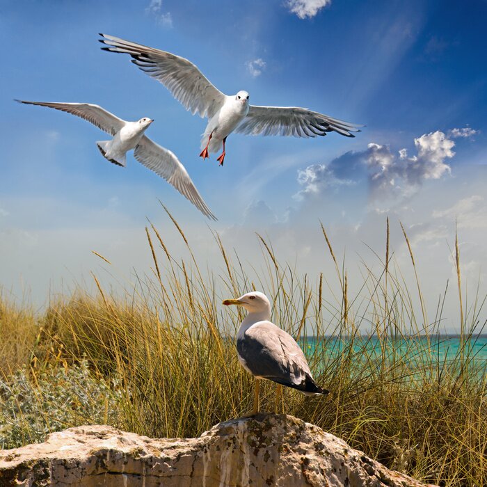 Fototapete Möwen am sonnigen Meer