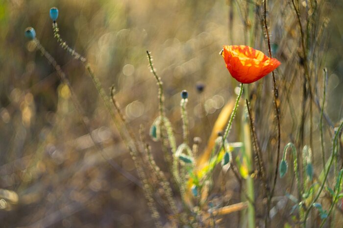 Fototapete Mohnblume auf dem Feld