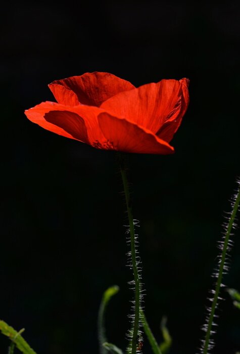 Fototapete Mohnblume auf schwarzem Hintergrund