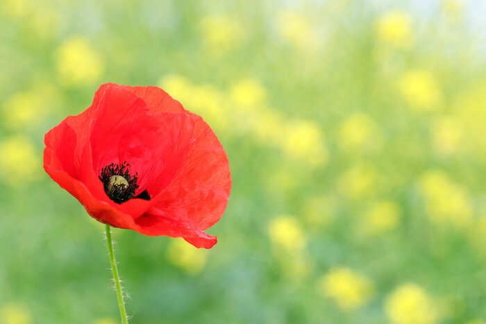 Fototapete Mohnblume auf verschwommenem Hintergrund