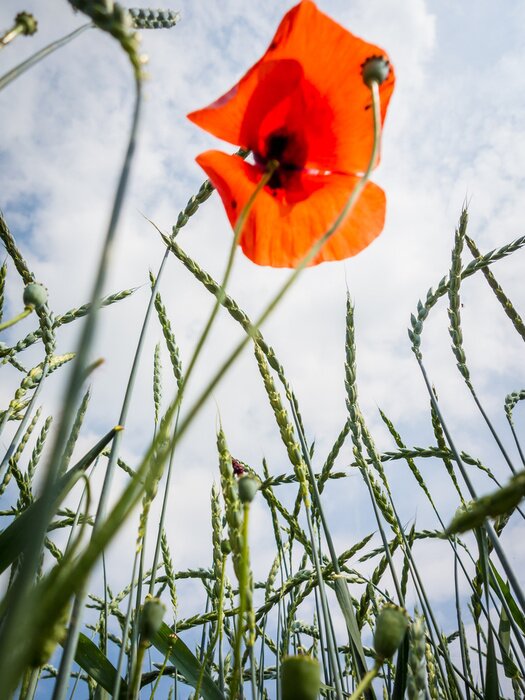 Fototapete Mohnblume und Getreide