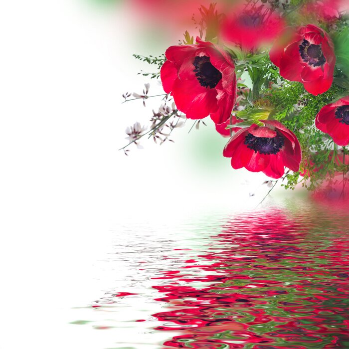 Fototapete Mohnblumen am Wasser