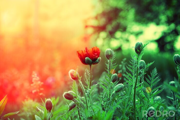 Fototapete Mohnblumen auf dem Feld in ausdrucksstarken Farben