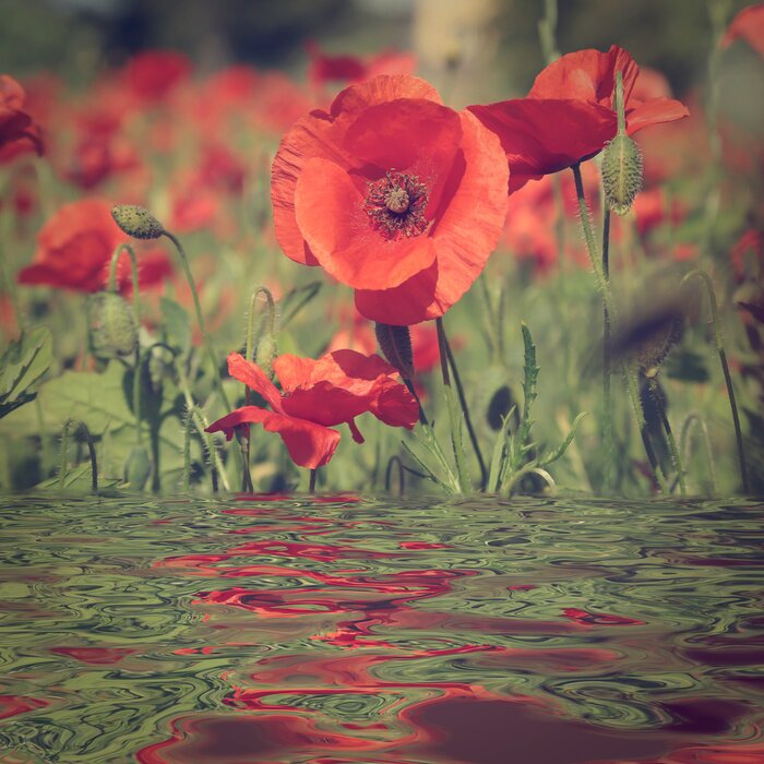 Fototapete Mohnblumen auf gewelltem Wasser