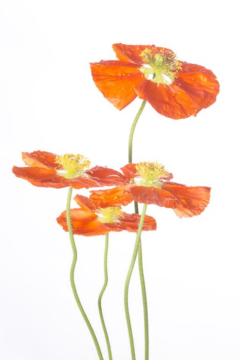 Fototapete Mohnblumen auf weißem Hintergrund und Wassertropfen